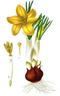 yellow crocus